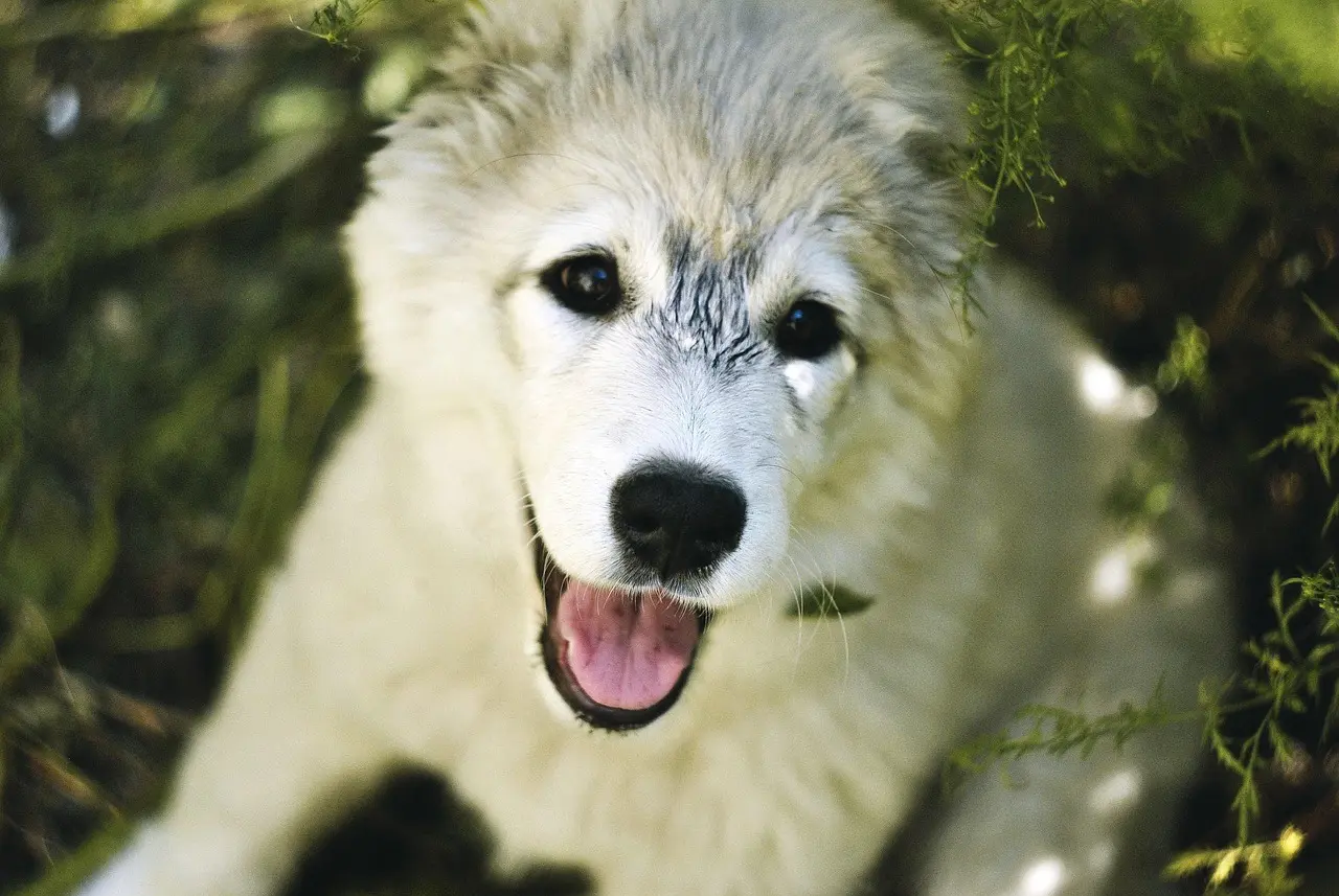 Kan jeg fjerne ørevoks sikkert derhjemme?