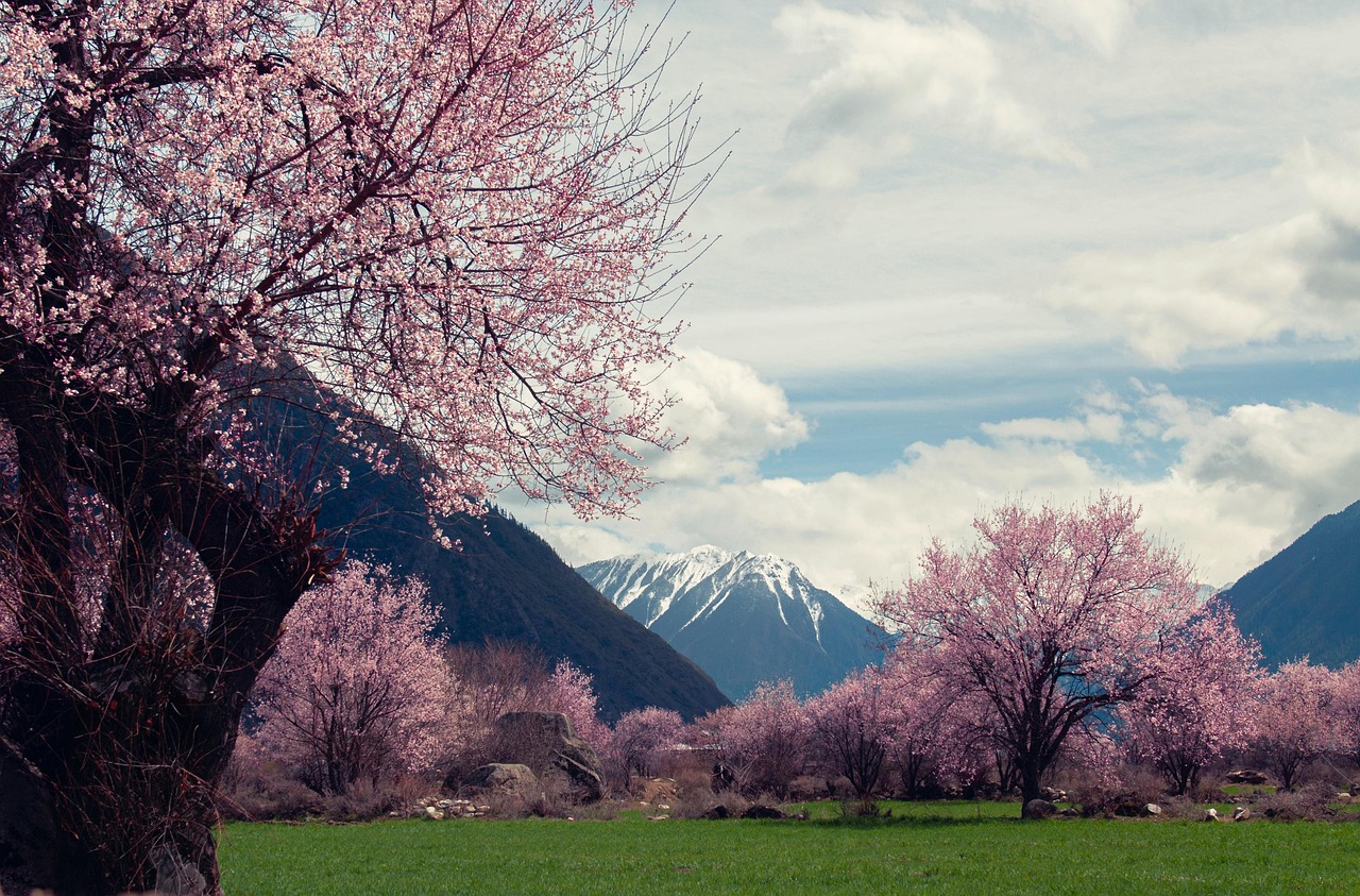 By i tibet Krydsord
