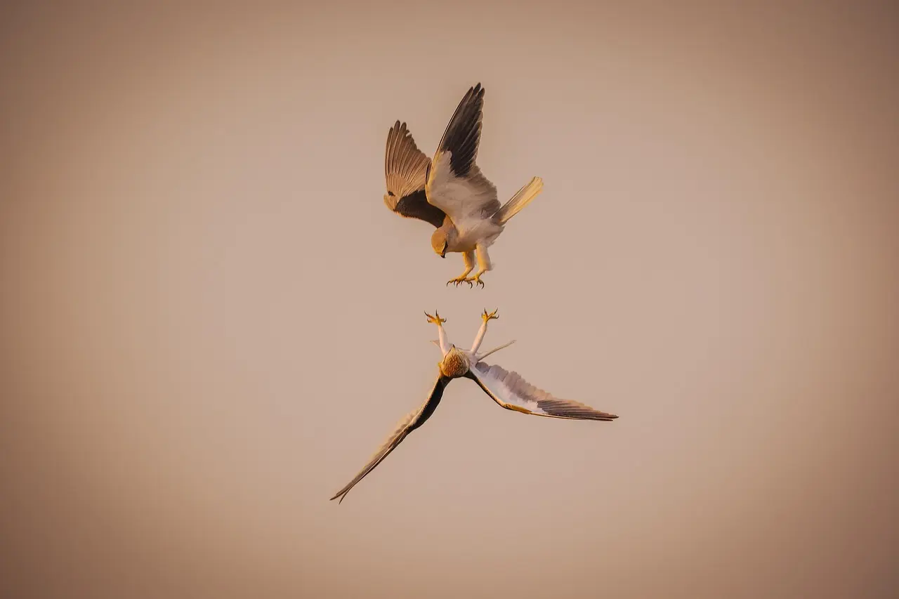 8 fugletårne på Lolland-Falster tæt på parkering