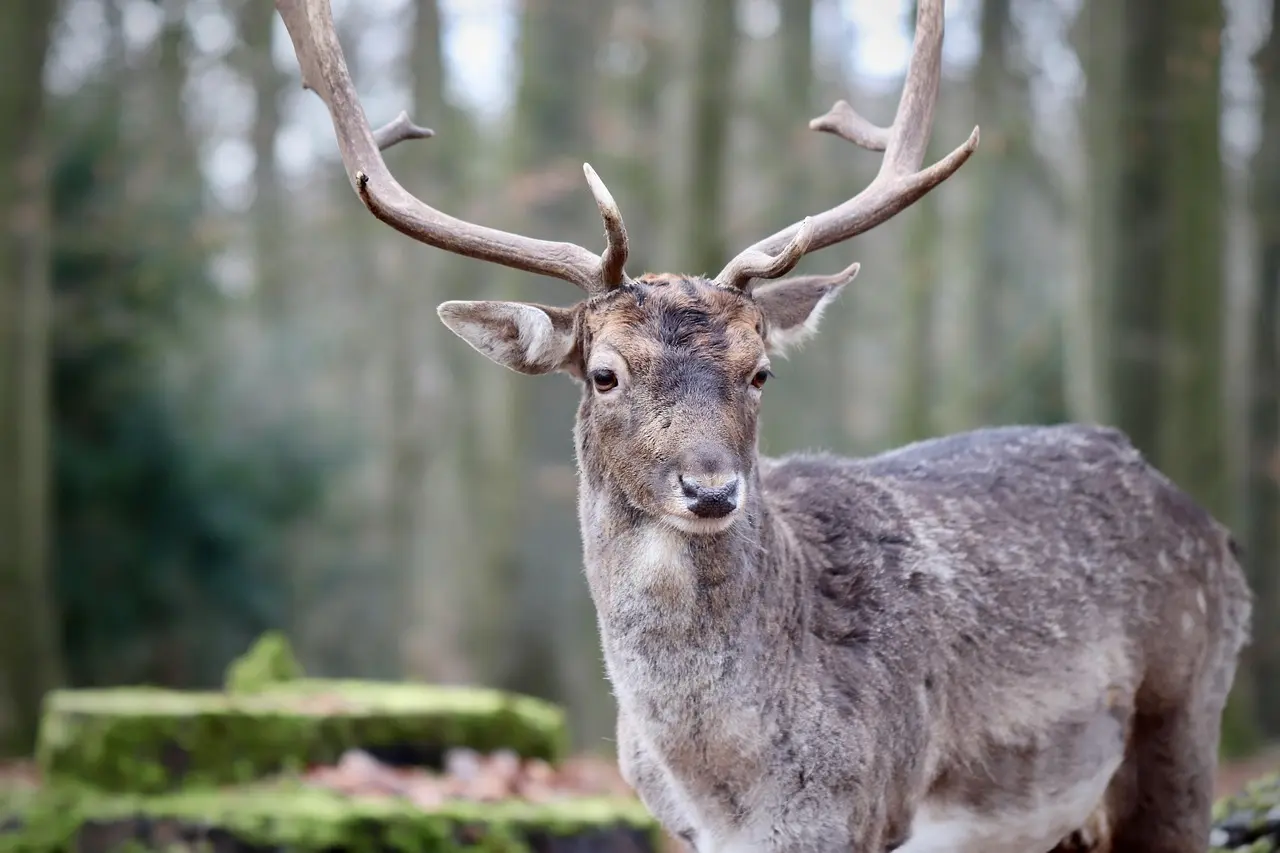 Dagstur i Marselisborg Dyrehave med roligt hjortekiggeri